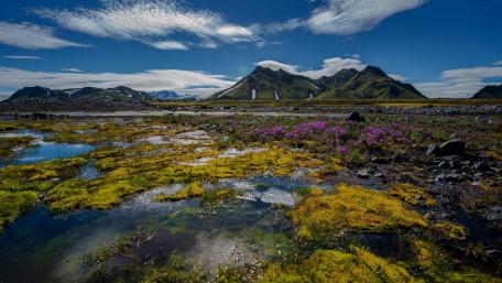 Serene Mountain Landscape in Blooming Tundra wallpaper