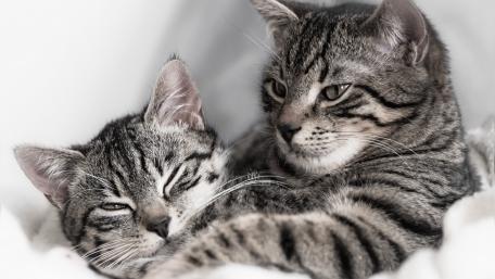 Cozy Tabby Cats in Monochrome Wallpaper wallpaper