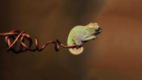 Cute Baby Chameleon on Twisted Vine wallpaper