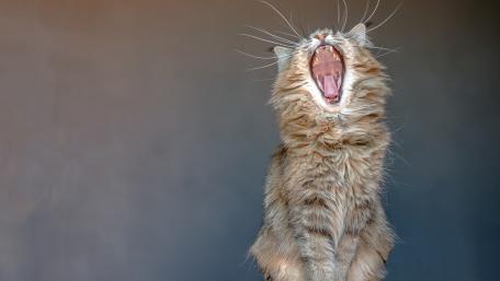 Yawning Kitten in a Relaxed Pose wallpaper