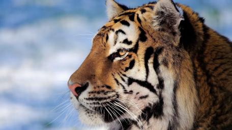 Majestic Tiger Close-Up Wallpaper wallpaper
