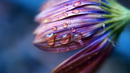 Delicate Beauty of Water-Drenched Petals wallpaper