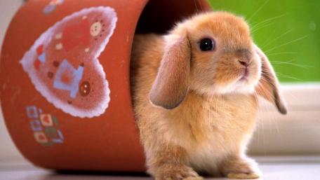 Adorable Bunny Peeking from a Pot wallpaper