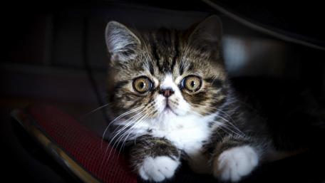 Adorable Cat with Striking Eyes and Unique Fur Pattern wallpaper