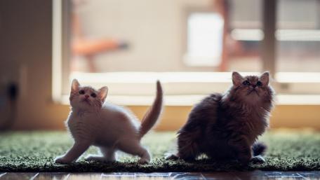 Playful Kittens Exploring Their Home Together wallpaper