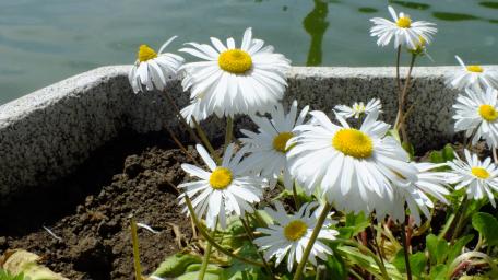Chamomile wallpaper