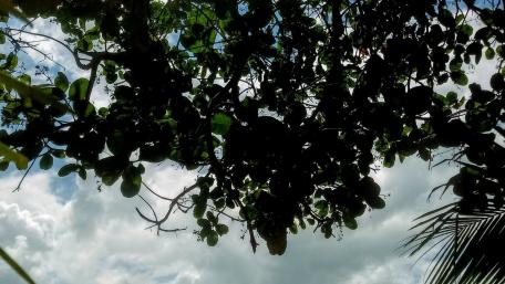 Serene Silhouette of Nature's Canopy wallpaper