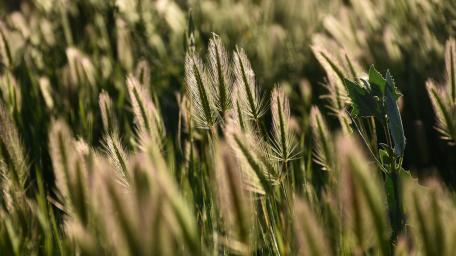 Golden Grain Fields Under Soft Light wallpaper