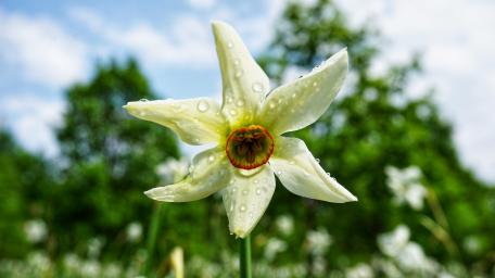 Daffodil wallpaper
