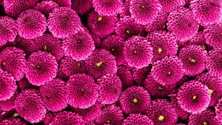 Pink Bush wallpaper