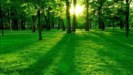 Lush Green Forest Illuminated by Sunlight wallpaper
