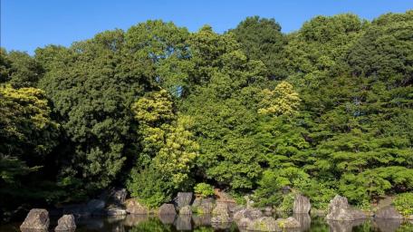 Lush Greenery Reflected in Tranquil Waters wallpaper
