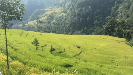 Paddy field wallpaper