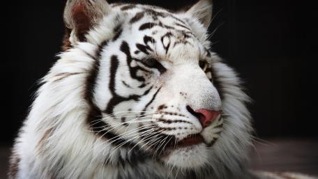 Majestic White Tiger Close-Up Wallpaper wallpaper