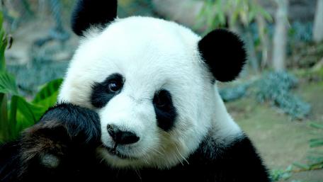Panda's Playful Look in Nature wallpaper