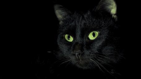 Mysterious Black Cat at Night wallpaper