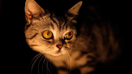 Mysterious Tabby Cat in the Night wallpaper