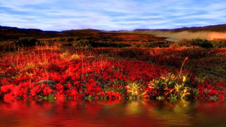 Vibrant Red Landscape in Bloom wallpaper