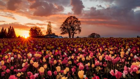 Vibrant Tulip Field at Sunset in Spring wallpaper