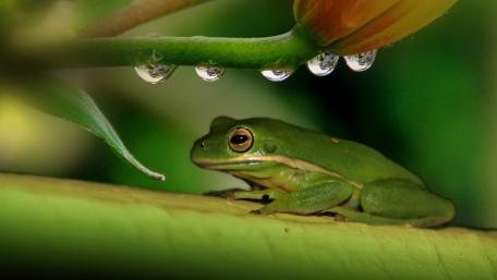 White-lipped tree frog wallpaper