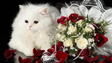 Elegant White Cat Among Rose Bouquet wallpaper