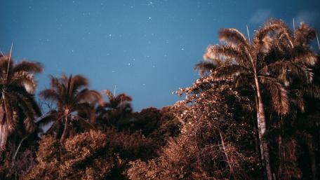Starry Night Over Palm Trees wallpaper