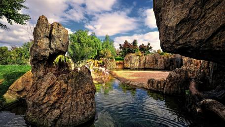 Tranquil Pond Escape in Nature's Embrace wallpaper