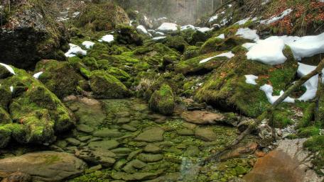 Lush Moss-Covered Stones in a Serene Landscape wallpaper