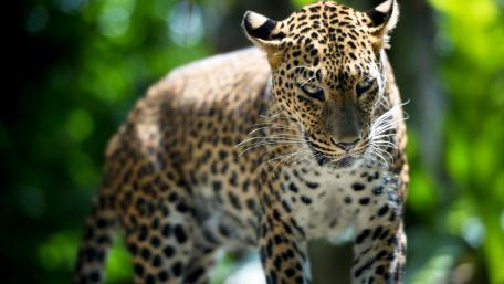 Majestic Leopard in the Wild wallpaper