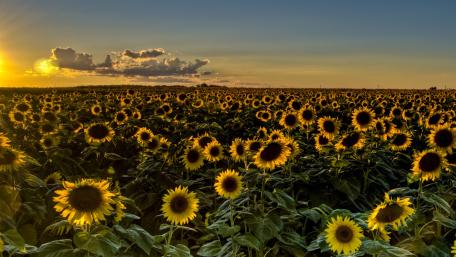 Sunlit Sea of Sunflowers at Dusk wallpaper
