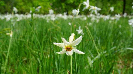 Narcissus wallpaper