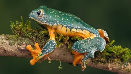 Vibrant Frog on a Mossy Branch Wallpaper wallpaper