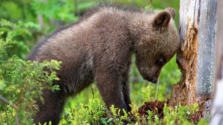 Adorable Baby Grizzly Bear Exploring Nature wallpaper