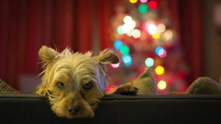 Yorkshire Terrier Cozy by the Christmas Tree wallpaper