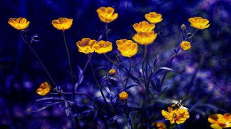 Vibrant Buttercups in Bloom wallpaper
