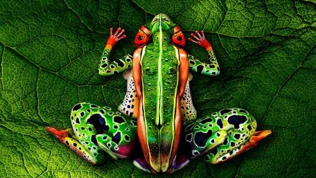Enchanting Frog on Leaf Wallpaper wallpaper