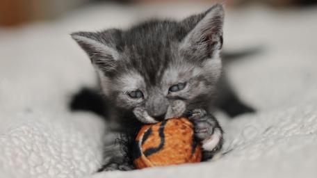 Adorable Kitten Playing with a Toy Ball wallpaper