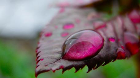 Glittering Nature's Beauty wallpaper