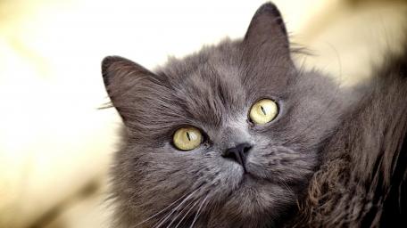 Majestic Nebelung Cat Wallpaper wallpaper