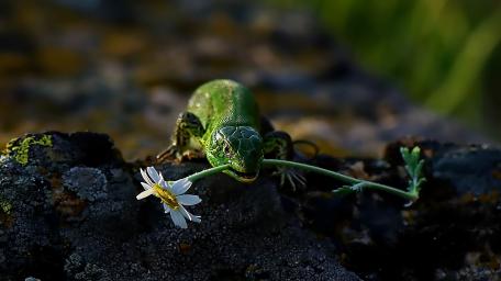 Charming Lizard with Flower Gifting Nature’s Beauty wallpaper