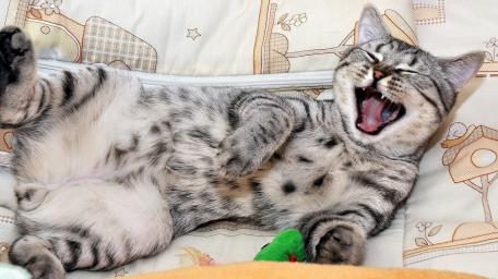 Funny Yawning Cat Brings Joy to Your Space wallpaper