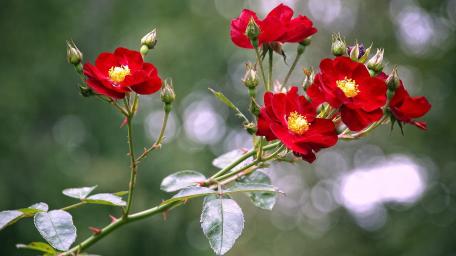 Vibrant Red Roses with Bokeh Lights wallpaper