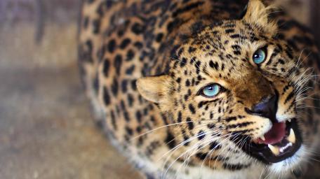 Majestic Leopard with Striking Blue Eyes wallpaper