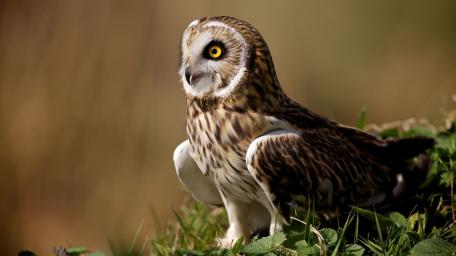Majestic Owl in Nature's Embrace wallpaper