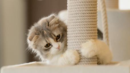 Playful Feline Adventures wallpaper