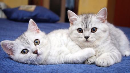 Adorable Silver Kittens Relaxing Together wallpaper