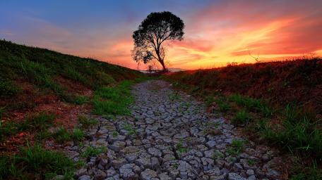 Solitary Tree at Sunset on Dry Soil wallpaper