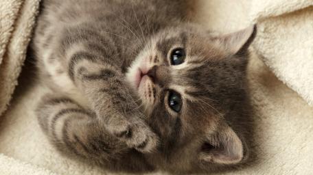 Adorable Grey Kitten Relaxing Softly wallpaper