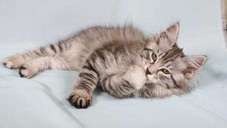 Adorable Kitten Relaxing on Soft Surface wallpaper