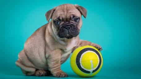 French Bulldog baby wallpaper